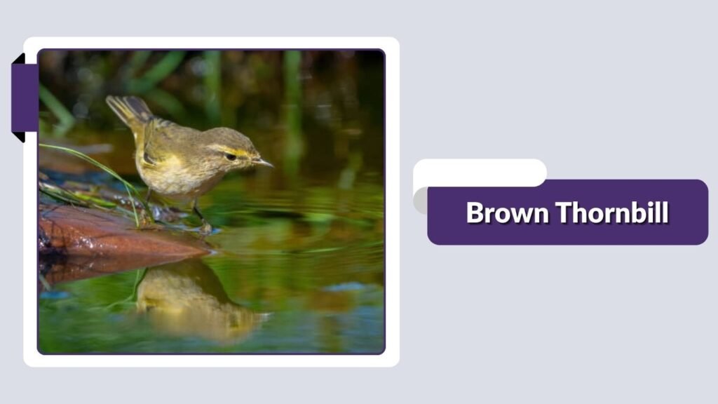 Brown Thornbill