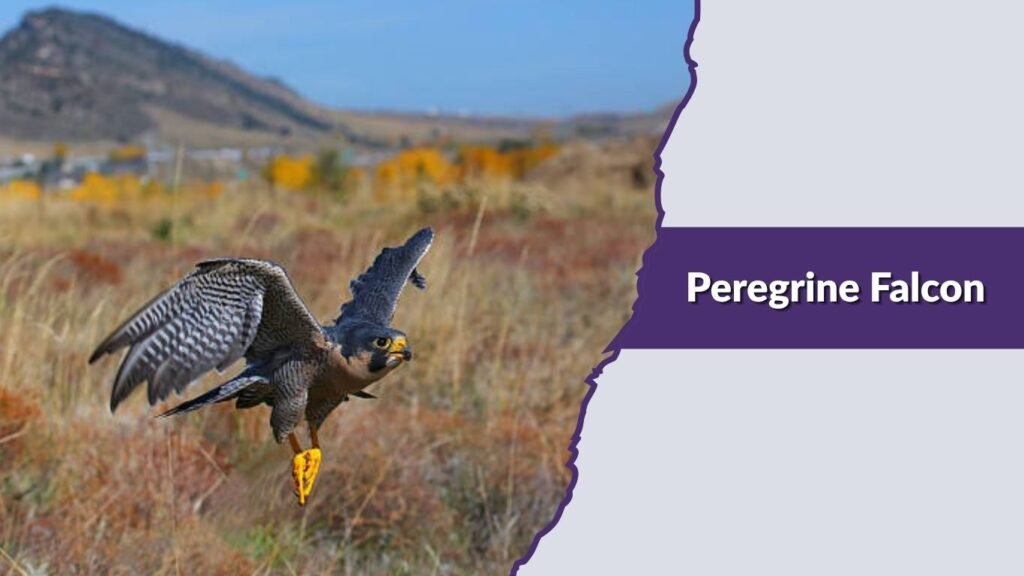Peregrine Falcon