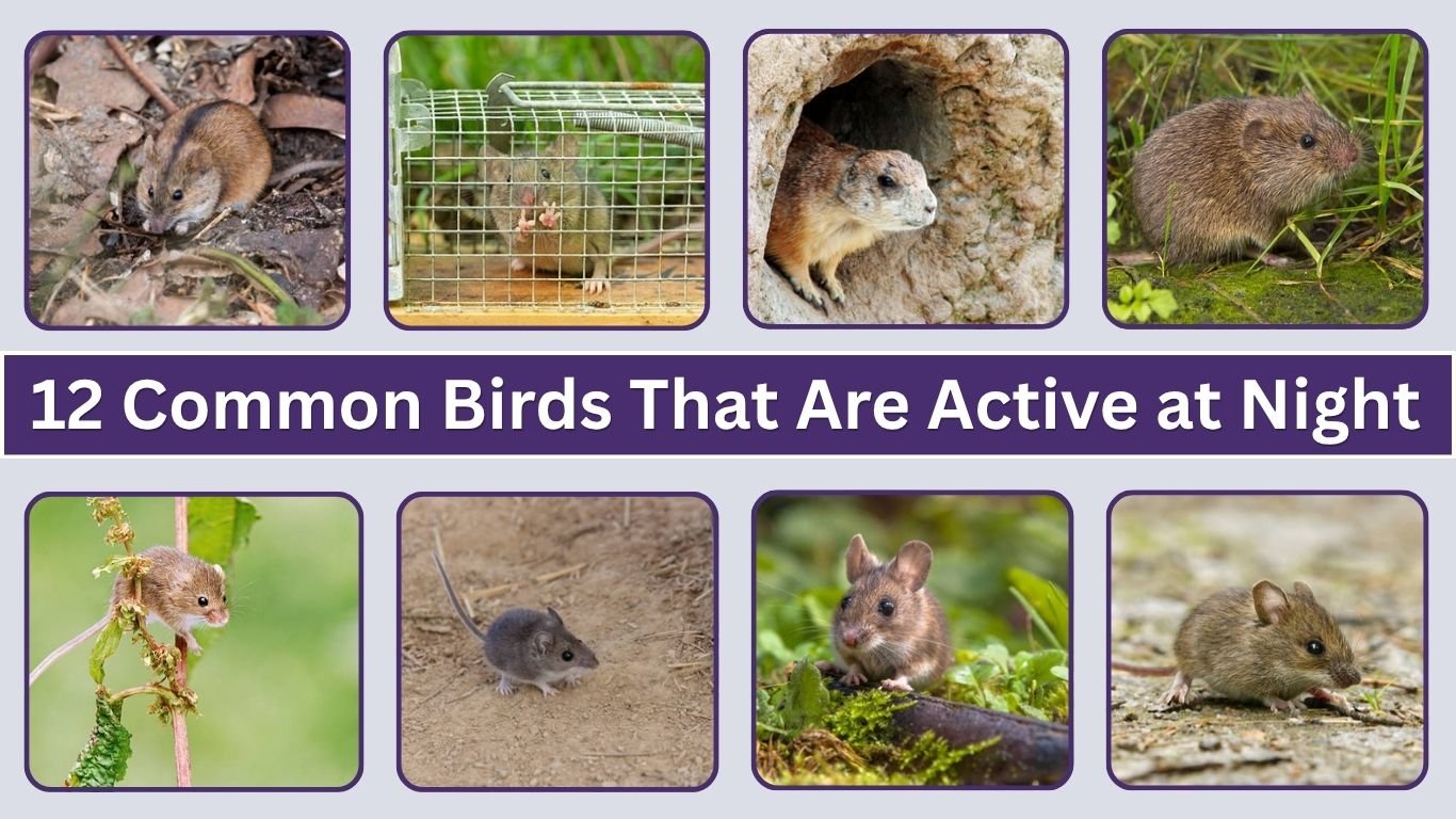 12 Common Birds That Are Active at Night: Id with Pictures