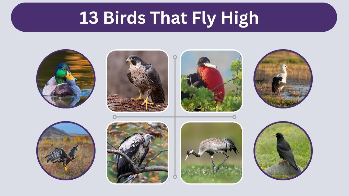 13 Birds That Fly High: Speed, Size, Habitat, Diet, and ID