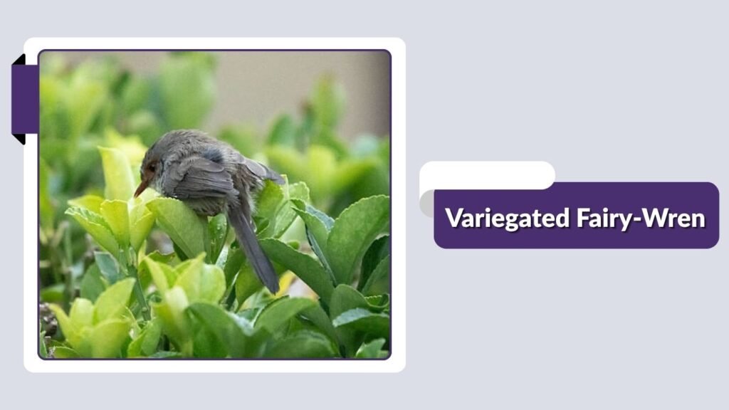 Variegated Fairy-Wren