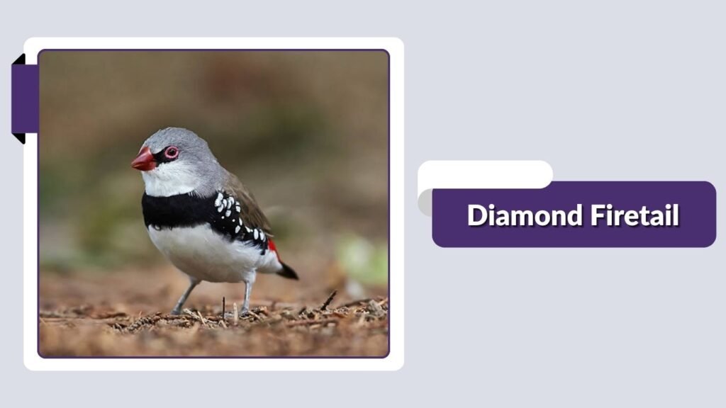 Diamond Firetail