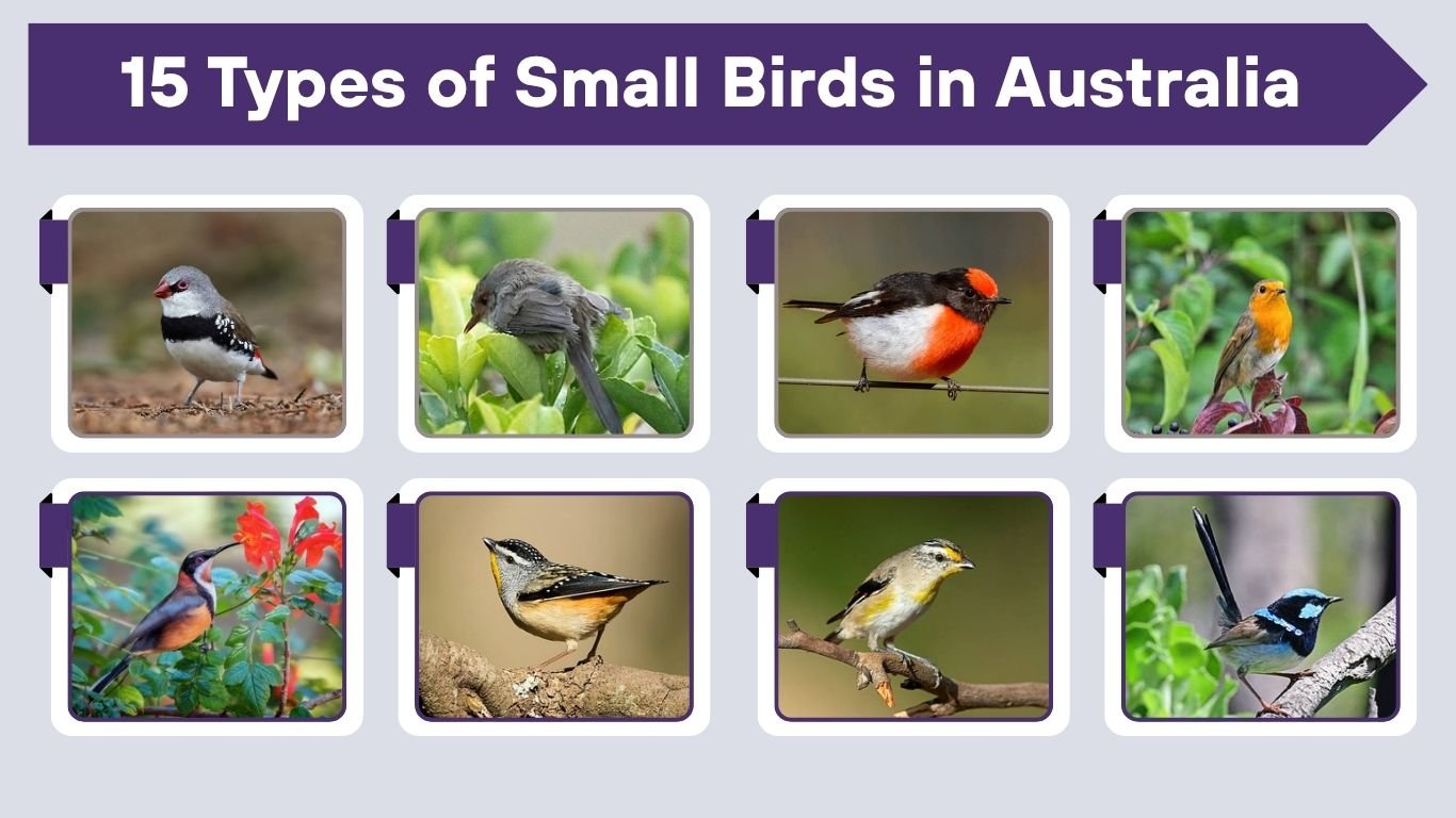 15 Types of Small Birds in Australia: Size, Habitat, Diet, and ID