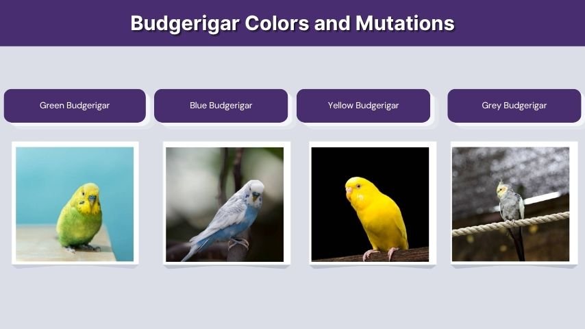 Budgerigar Colors and Mutations