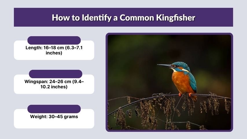 How to Identify a Common Kingfisher