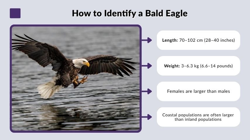 How to Identify a Bald Eagle