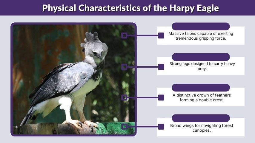 Physical Characteristics of the Harpy Eagle