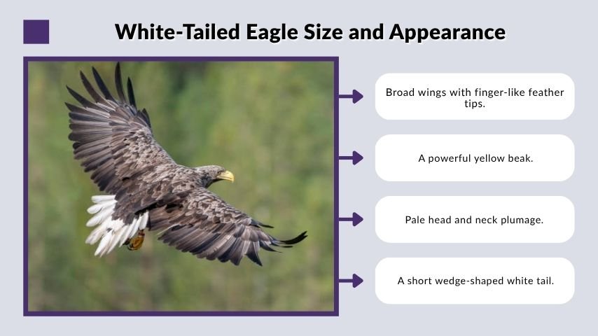 White-Tailed Eagle Size and Appearance