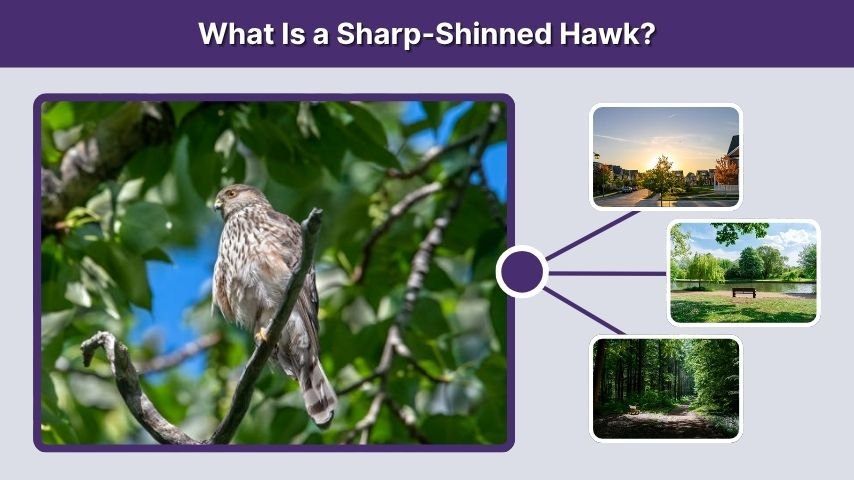 What Is a Sharp-Shinned Hawk?