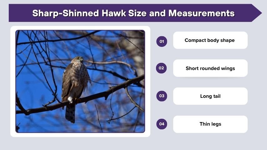 Sharp-Shinned Hawk Size and Measurements