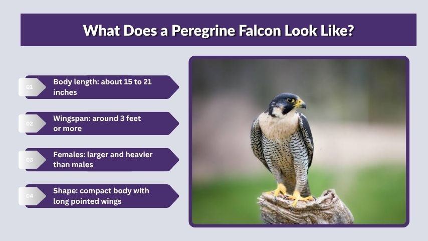 What Does a Peregrine Falcon Look Like?