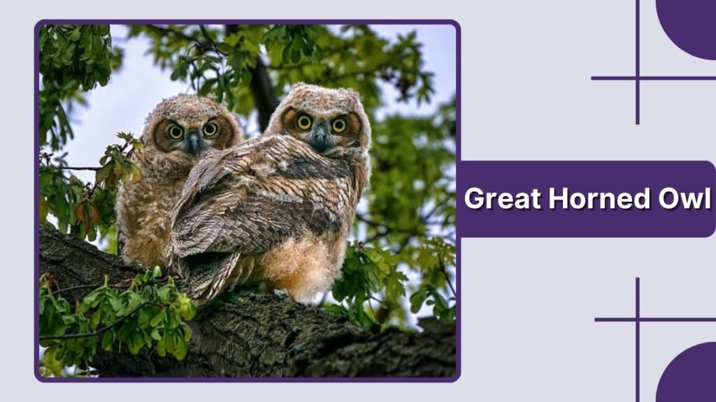 Great Horned Owl