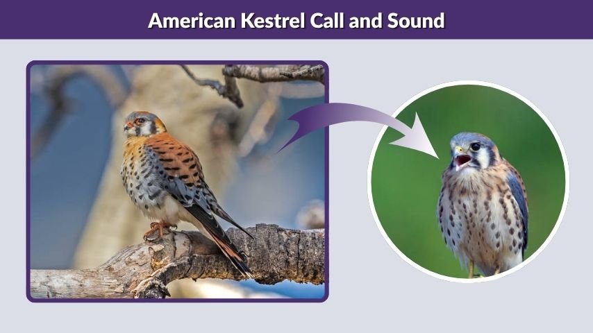 American Kestrel Call and Sound