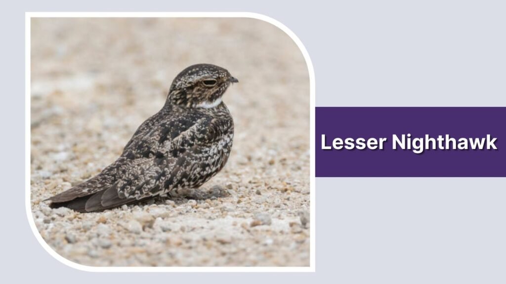 Lesser Nighthawk