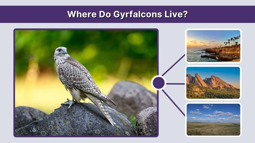 Where Do Gyrfalcons Live?
