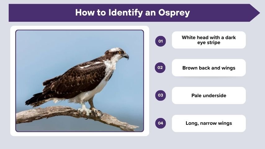 How to Identify an Osprey