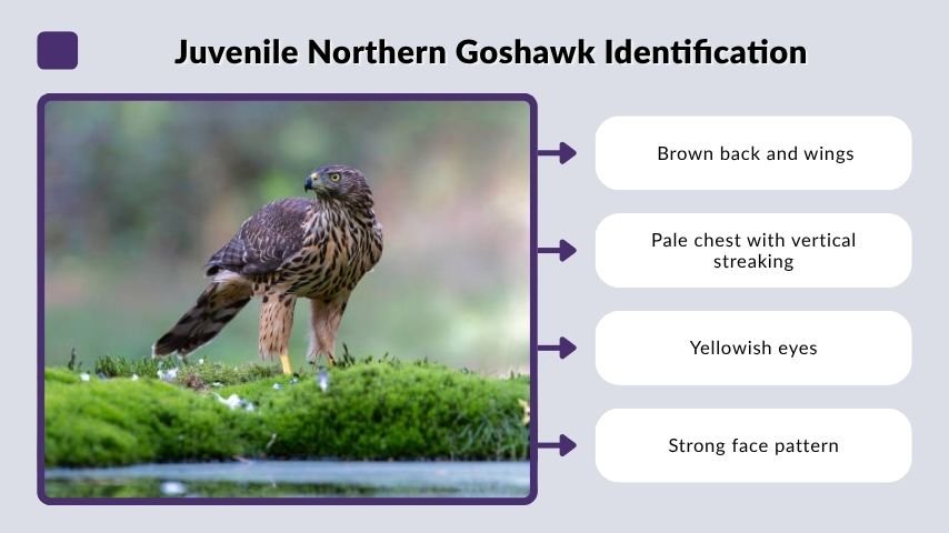 Juvenile Northern Goshawk Identification