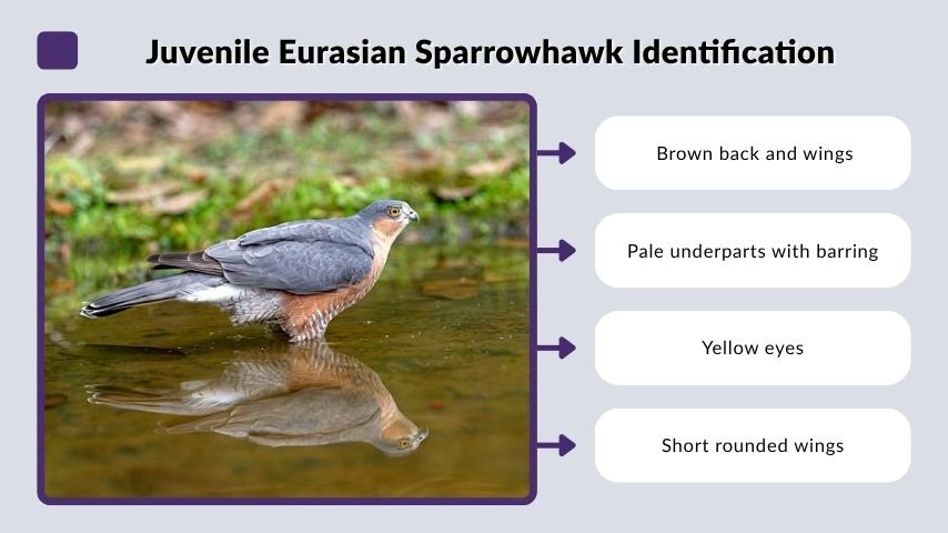 Juvenile Eurasian Sparrowhawk Identification