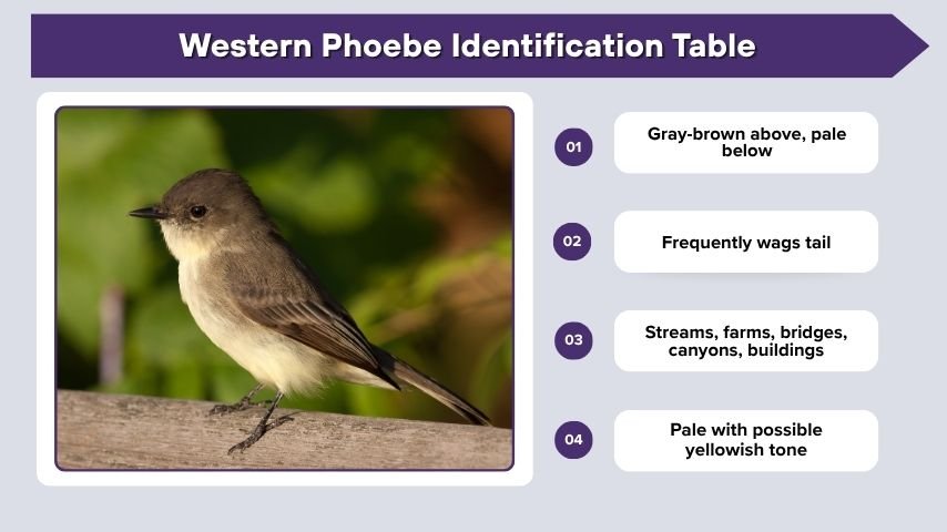 Western Phoebe Identification Table
