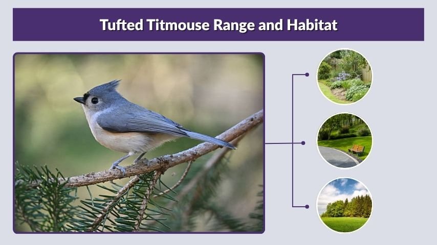 Tufted Titmouse Range and Habitat