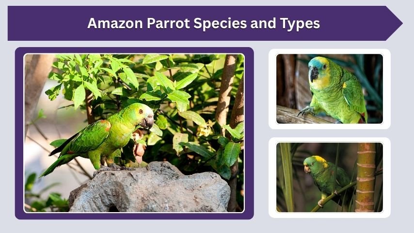 Amazon Parrot Species and Types