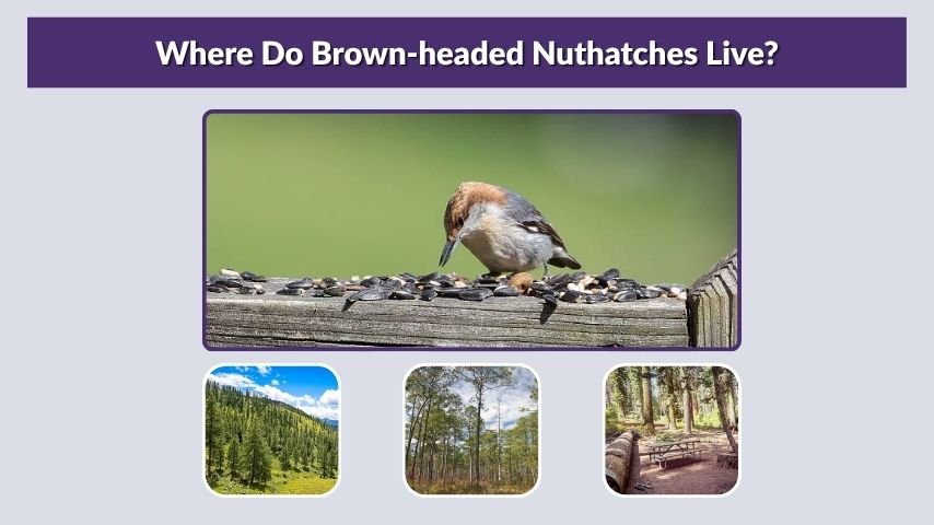 Where Do Brown-headed Nuthatches Live?