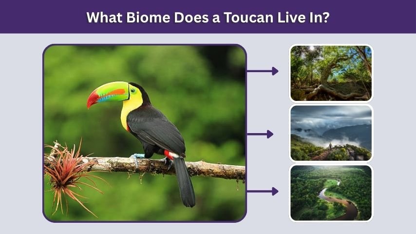 What Biome Does a Toucan Live In?
