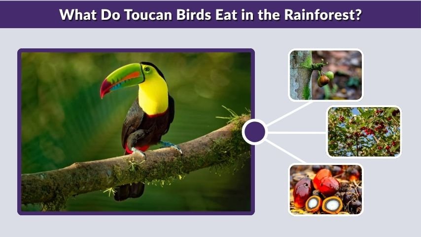 What Do Toucan Birds Eat in the Rainforest?