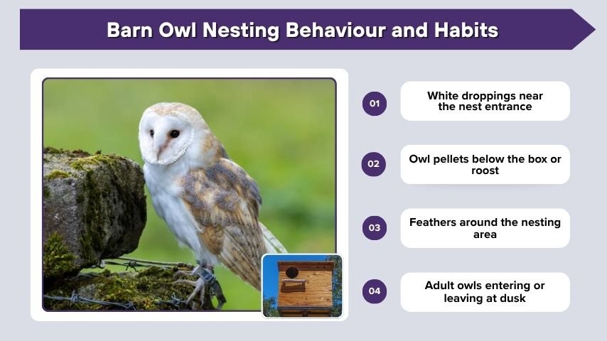 Barn Owl Nesting Behaviour and Habits