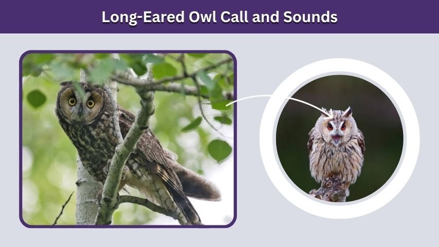 Long-Eared Owl Call and Sounds