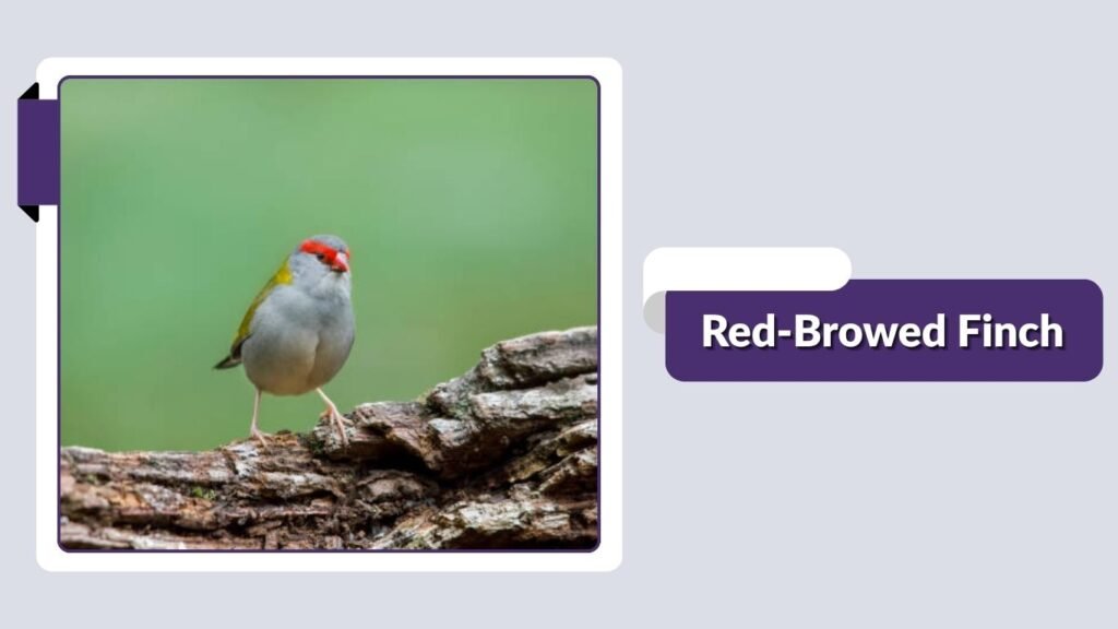 Red-Browed Finch