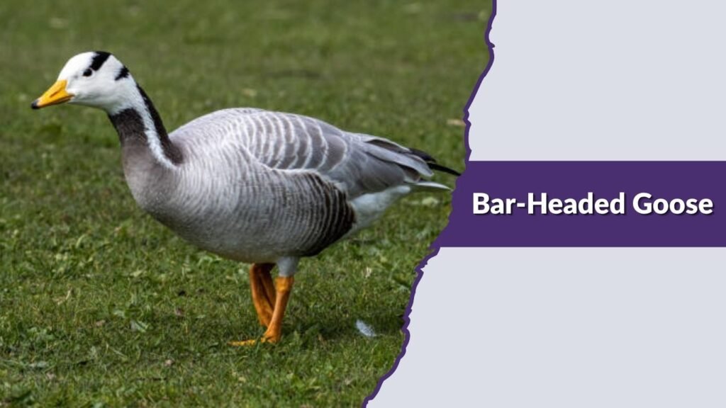 Bar-Headed Goose