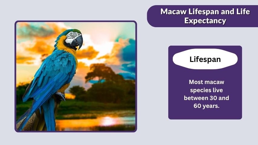 Macaw Lifespan and Life Expectancy