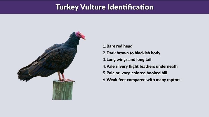 Turkey Vulture Identification