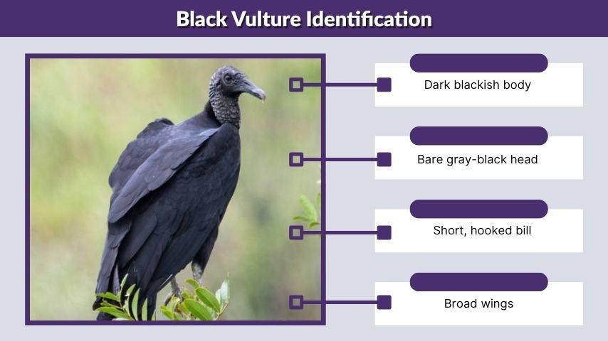 Black Vulture Identification