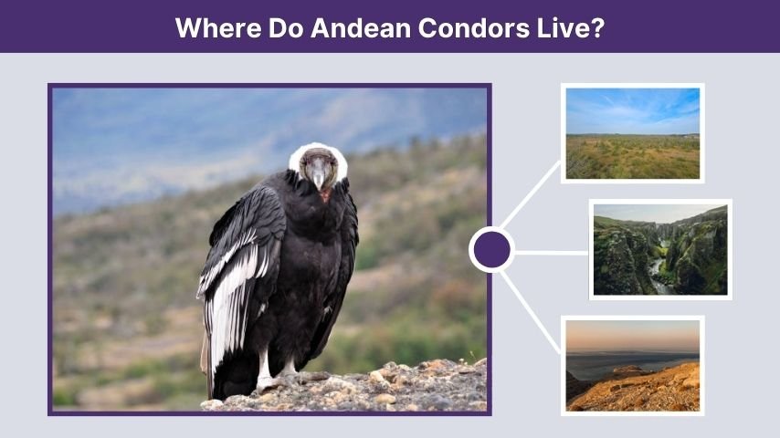 Where Do Andean Condors Live?