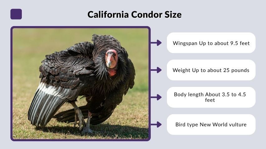 California Condor Size