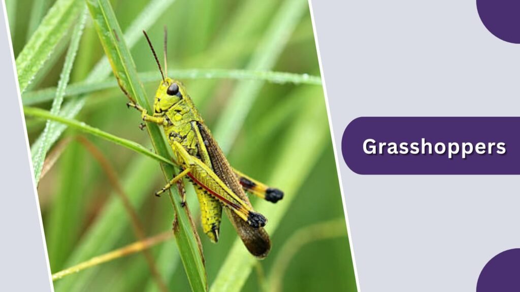 Grasshoppers