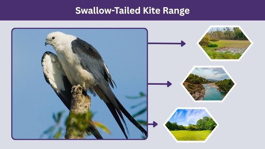 Swallow-Tailed Kite Range