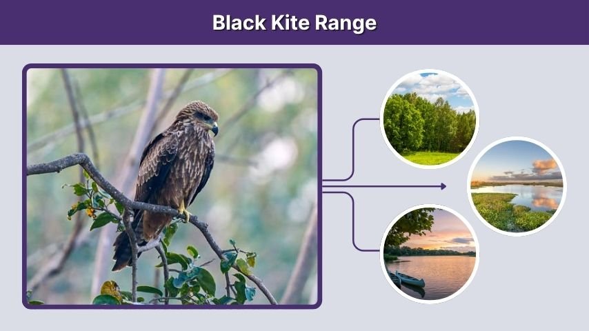 Black Kite Range
