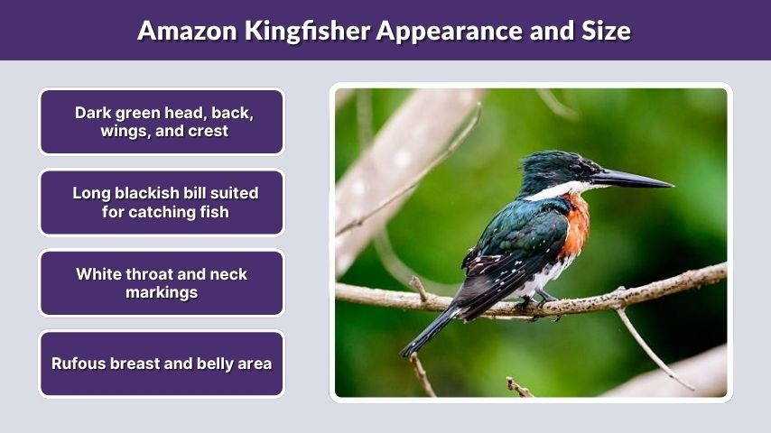 Amazon Kingfisher Appearance and Size