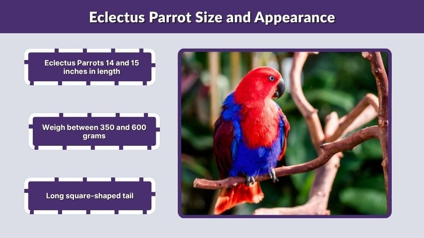 Eclectus Parrot Size and Appearance