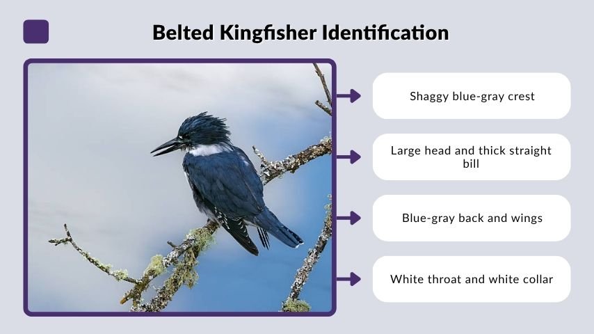 Belted Kingfisher Identification
