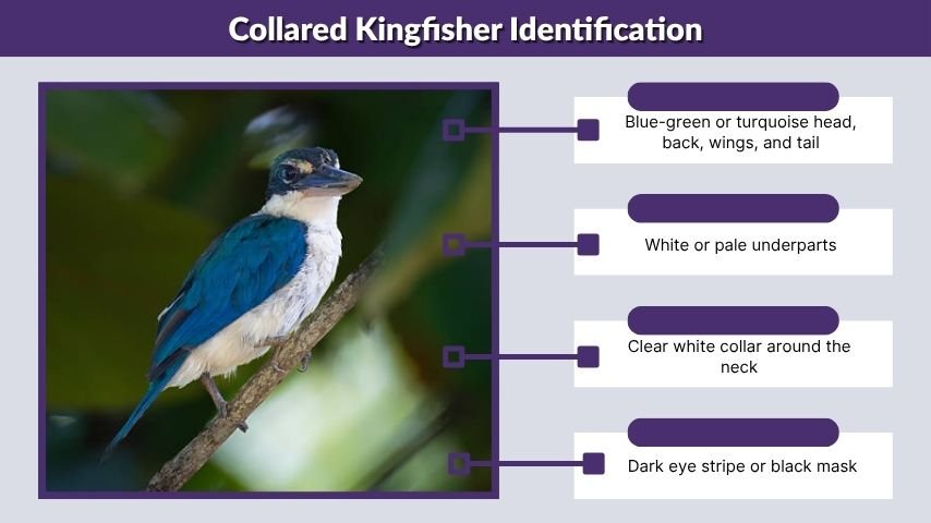 Collared Kingfisher Identification