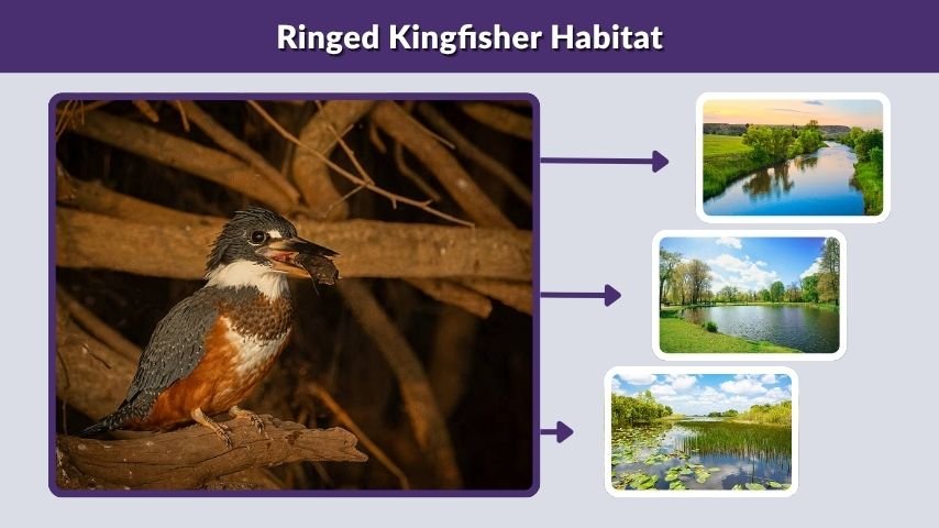 Ringed Kingfisher Habitat