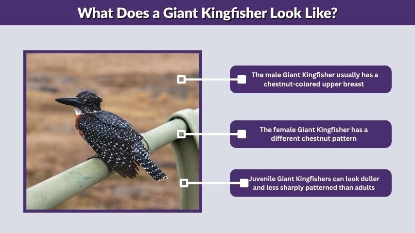 What Does a Giant Kingfisher Look Like?