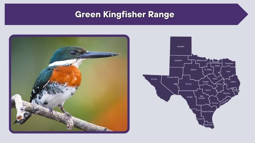 Green Kingfisher Range
