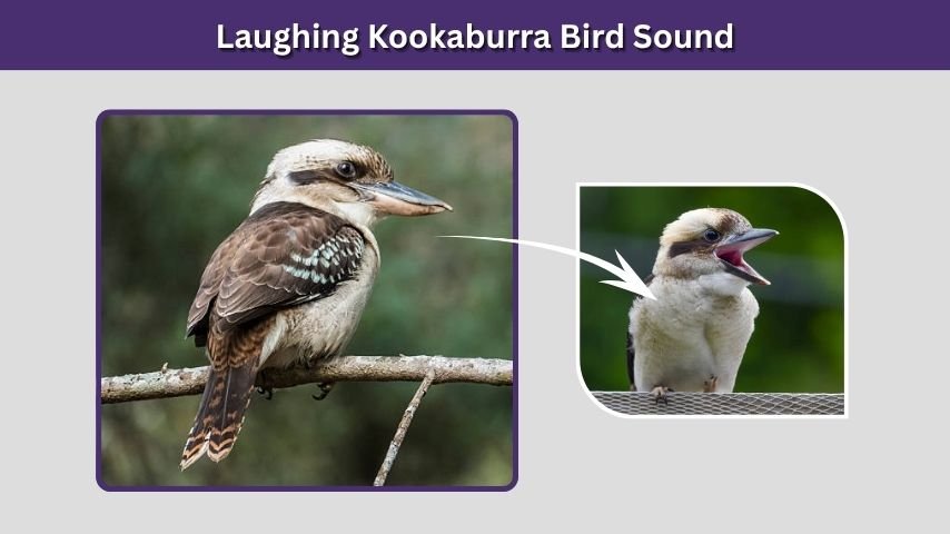 Laughing Kookaburra Bird Sound