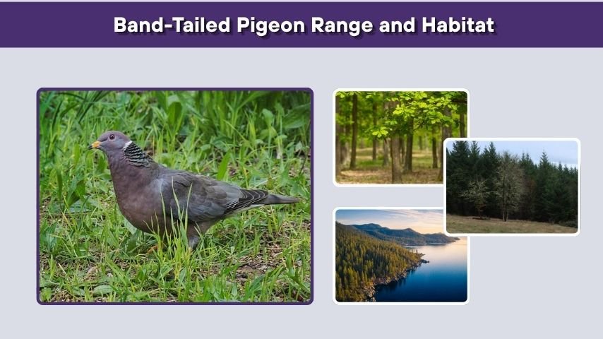 Band-Tailed Pigeon Range and Habitat