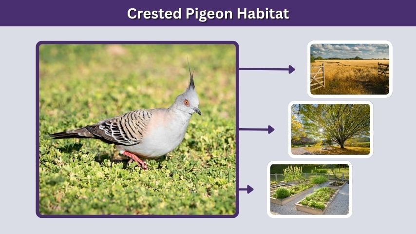 Crested Pigeon Habitat